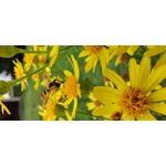 Zdjęcia użytkowników OnePlus 7T