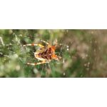 Zdjęcia użytkowników OnePlus 7T