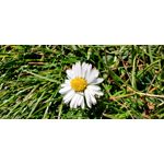 Zdjęcia użytkowników OnePlus 7T