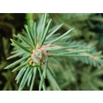 Zdjęcia użytkowników OnePlus 7T