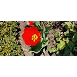 Zdjęcia użytkowników OnePlus 7T