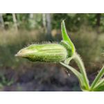 Zdjęcia użytkowników OnePlus 7T