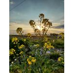 ZDJĘCIA Z TEGO TELEFONU