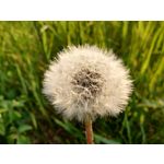 ZDJĘCIA Z TEGO TELEFONU