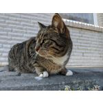 Zdjęcia użytkowników OnePlus 8T