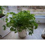 Zdjęcia użytkowników OnePlus 8T