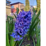 Zdjęcia użytkowników OnePlus 9 Pro