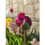 Zdjęcia użytkowników OnePlus 9 Pro