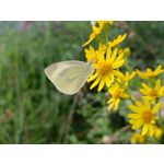 Zdjęcia użytkowników OnePlus Nord 2