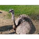 Zdjęcia użytkowników OnePlus Nord 2