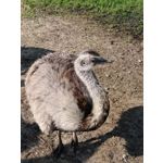 Zdjęcia użytkowników OnePlus Nord 2