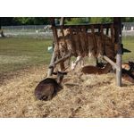 Zdjęcia użytkowników OnePlus Nord 2