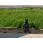 Zdjęcia użytkowników OnePlus Nord 2