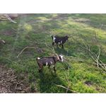 Zdjęcia użytkowników OnePlus Nord 2