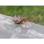 Zdjęcia użytkowników OnePlus Nord 2