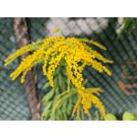 Zdjęcia użytkowników OnePlus Nord 2