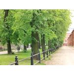 Zdjęcia użytkowników OnePlus Nord CE 3 Lite