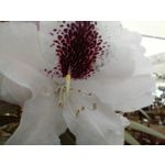 Zdjęcia użytkowników OnePlus Nord CE 3 Lite