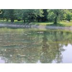 Zdjęcia użytkowników OnePlus Nord CE 3 Lite