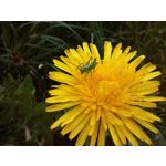 Zdjęcia użytkowników OnePlus Nord CE 3 Lite