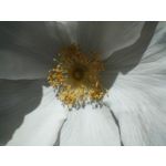 Zdjęcia użytkowników OnePlus Nord CE 3 Lite