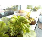 Zdjęcia użytkowników OnePlus Nord CE 3 Lite