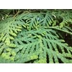 Zdjęcia użytkowników OnePlus Nord CE 3 Lite