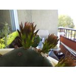 Zdjęcia użytkowników OnePlus Nord CE 3 Lite