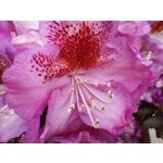 Zdjęcia użytkowników OnePlus Nord CE 3 Lite