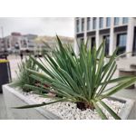 Zdjęcia użytkowników OnePlus Nord CE 3 Lite