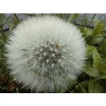 Zdjęcia użytkowników OnePlus Nord CE 3 Lite