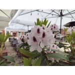 Zdjęcia użytkowników OnePlus Nord CE 3 Lite