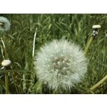 Zdjęcia użytkowników OnePlus Nord CE 3 Lite