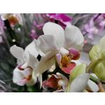 Zdjęcia użytkowników OnePlus Nord N10 5G