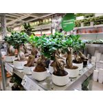 Zdjęcia użytkowników OnePlus Nord N10 5G