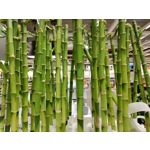 Zdjęcia użytkowników OnePlus Nord N10 5G