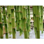 Zdjęcia użytkowników OnePlus Nord N10 5G