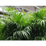 Zdjęcia użytkowników OnePlus Nord N10 5G