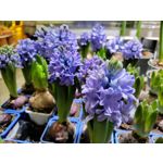 Zdjęcia użytkowników OnePlus Nord N10 5G