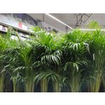 Zdjęcia użytkowników OnePlus Nord N10 5G