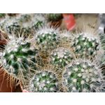 Zdjęcia użytkowników OnePlus Nord N10 5G