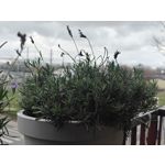 Zdjęcia użytkowników OnePlus Open