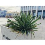 Zdjęcia użytkowników OnePlus Open