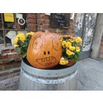 Zdjęcia użytkowników OnePlus Open