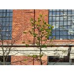 Zdjęcia użytkowników OnePlus Open