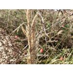 Zdjęcia użytkowników OnePlus Open