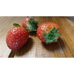 Zdjęcia użytkowników OnePlus Open