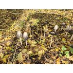 Zdjęcia użytkowników OnePlus Open