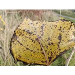 Zdjęcia użytkowników OnePlus Open