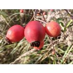 Zdjęcia użytkowników OnePlus Open